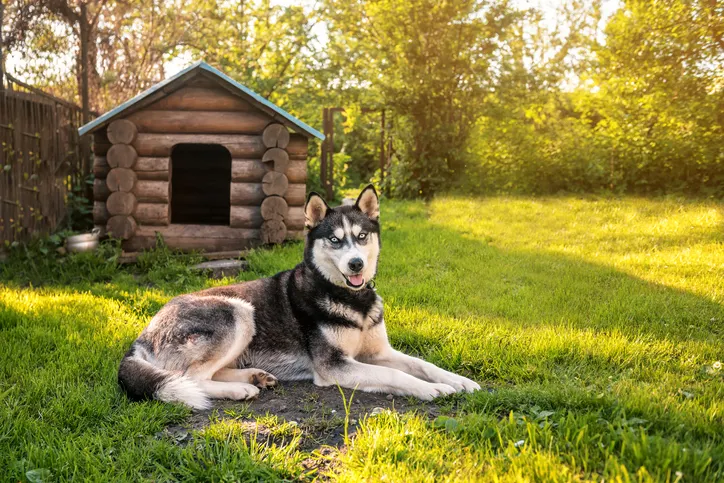 Husky liegt vor seiner Hütte