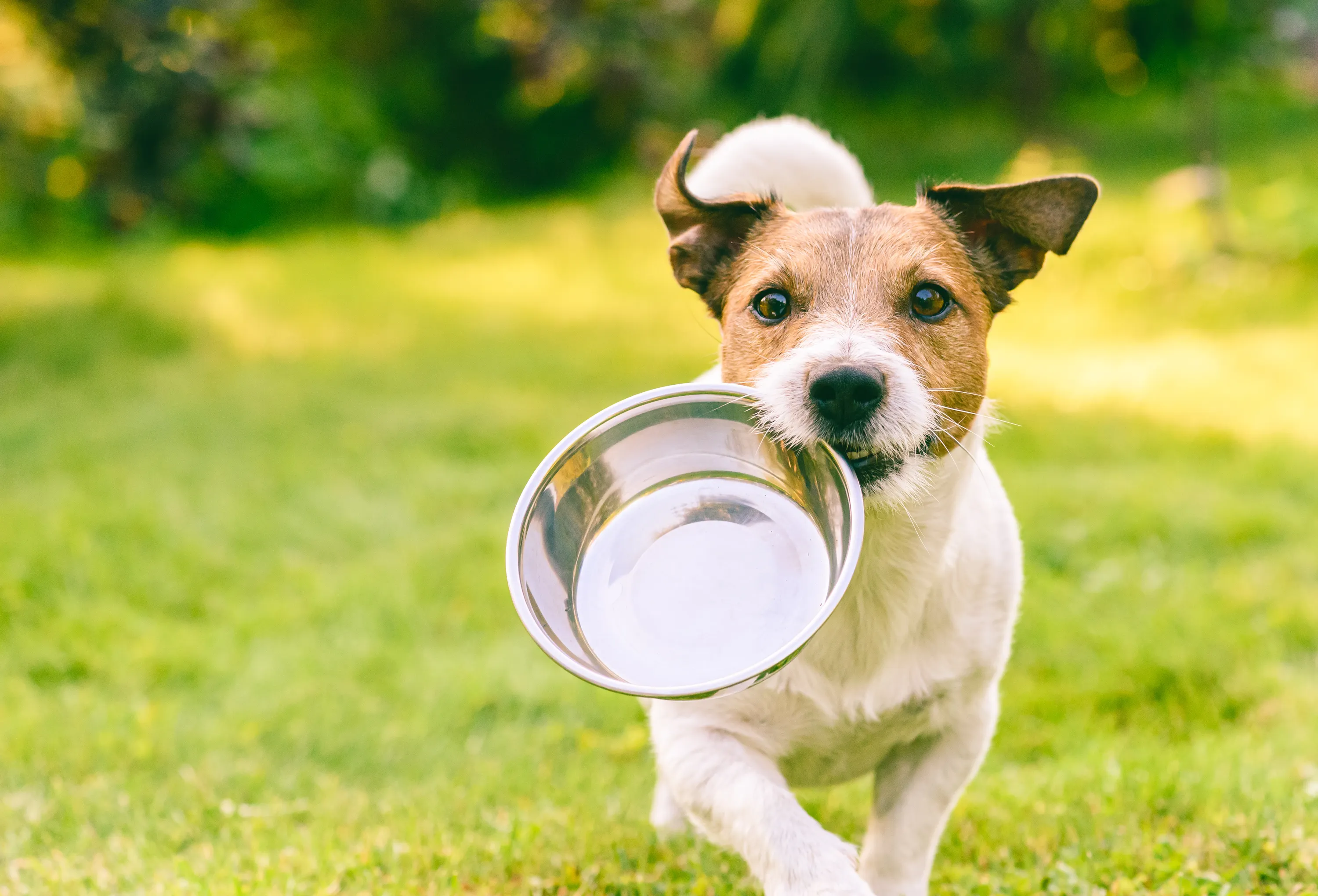 Hund läuft mit Napf auf Wiese