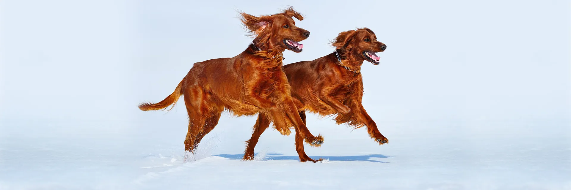 Zwei Irish Setter spielen im Schnee