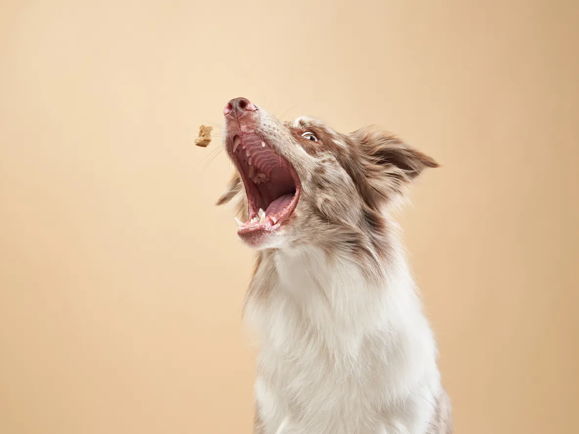 Australian Sheperd fängt Leckerli aus der Luft