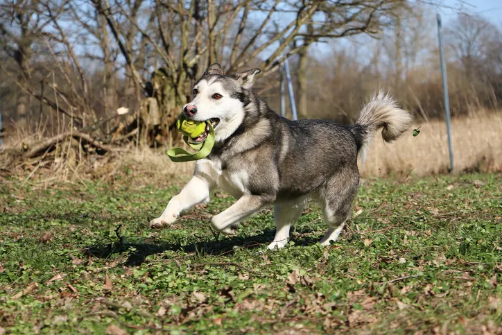 Husky rennt mit Spielzeug im Maul auf Wiese