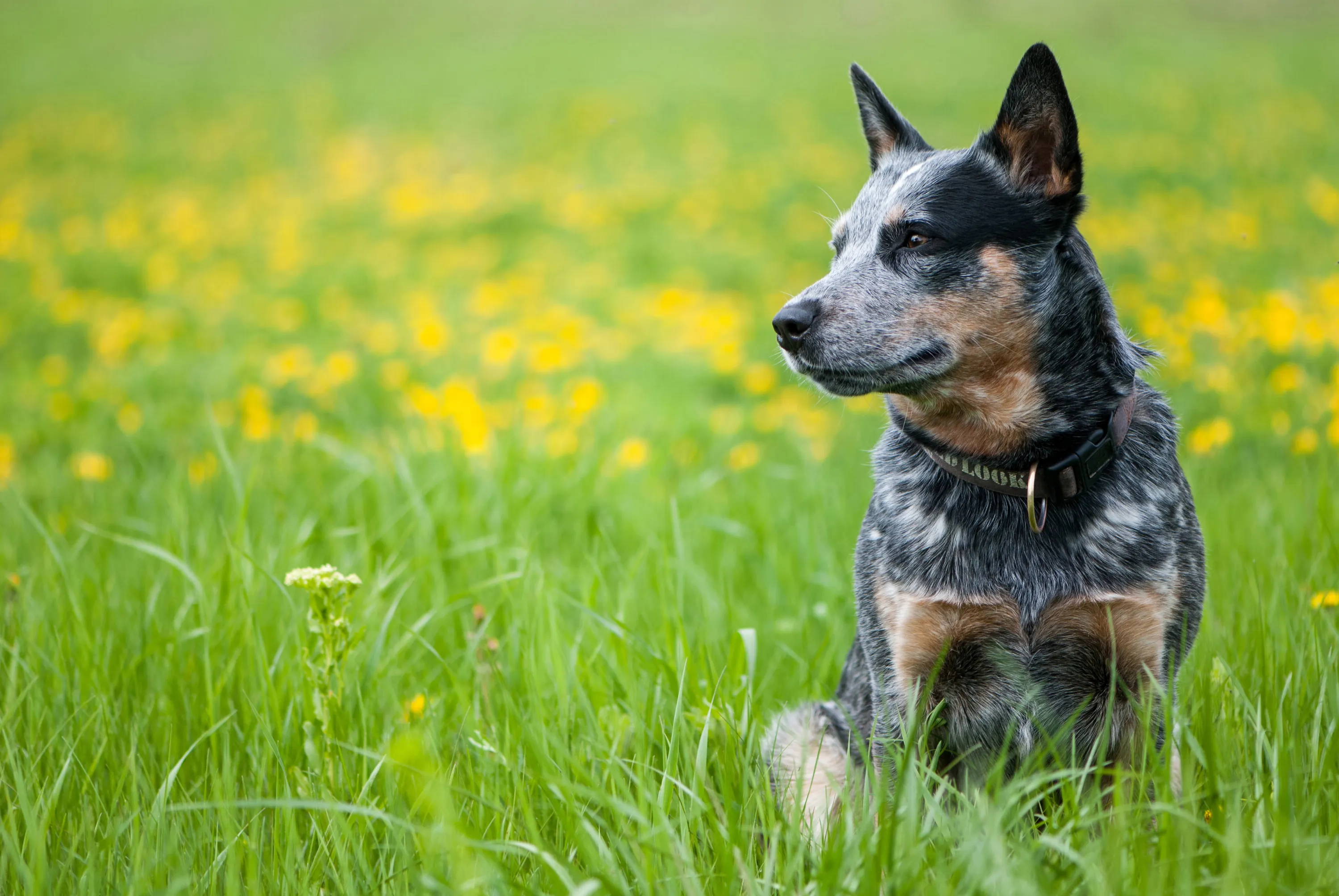Hund sitzt auf grüner Wiese