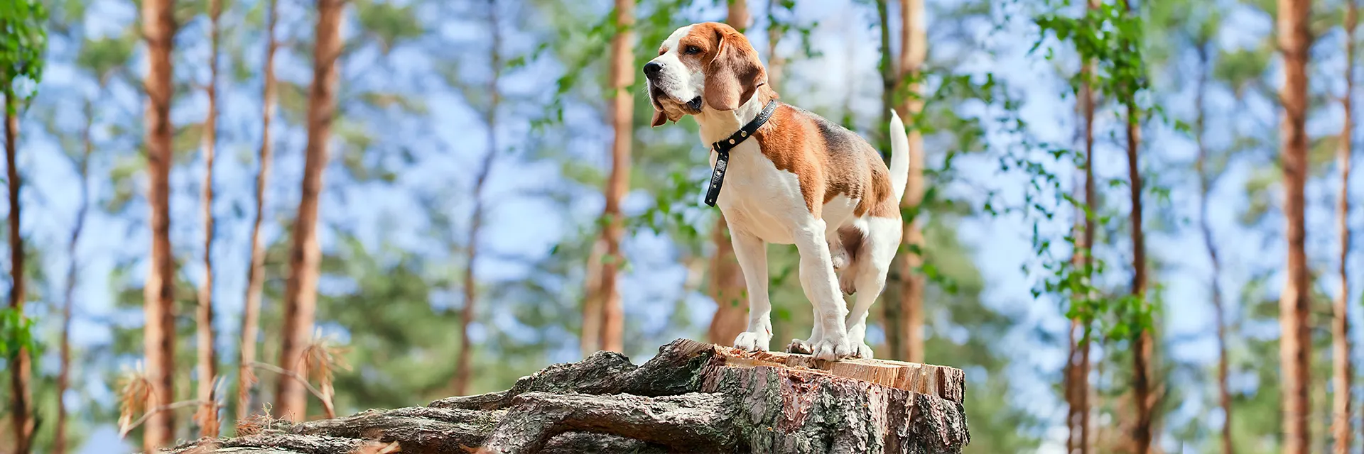 Beagle steht auf einem Baumstamm