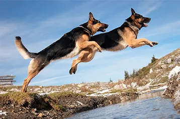 Zwei Schäferhunde springen über einen Graben