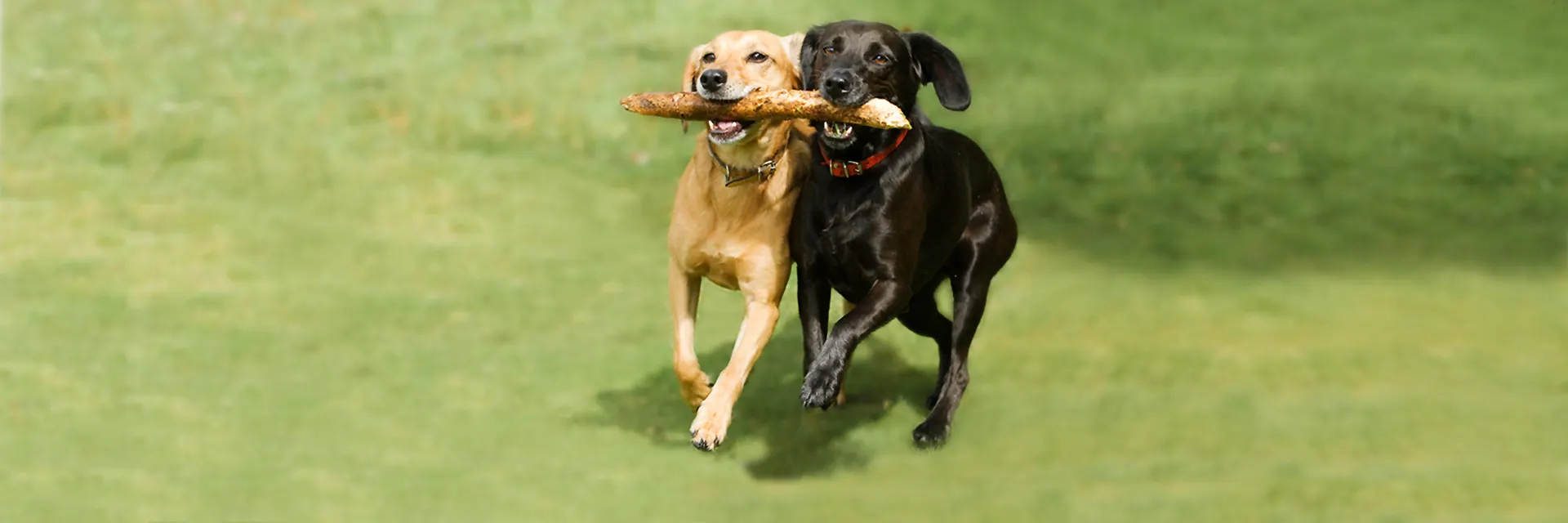 Zwei Hunde spielen mit einem Stock