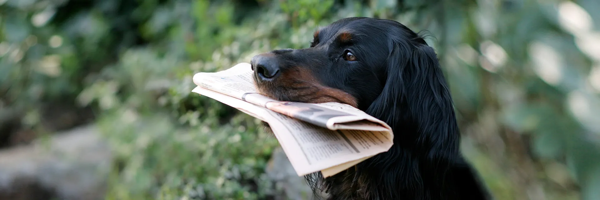 Hund hält Zeitung im Maul