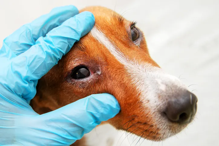 Jack Russel Terrier mit geröteten Augen