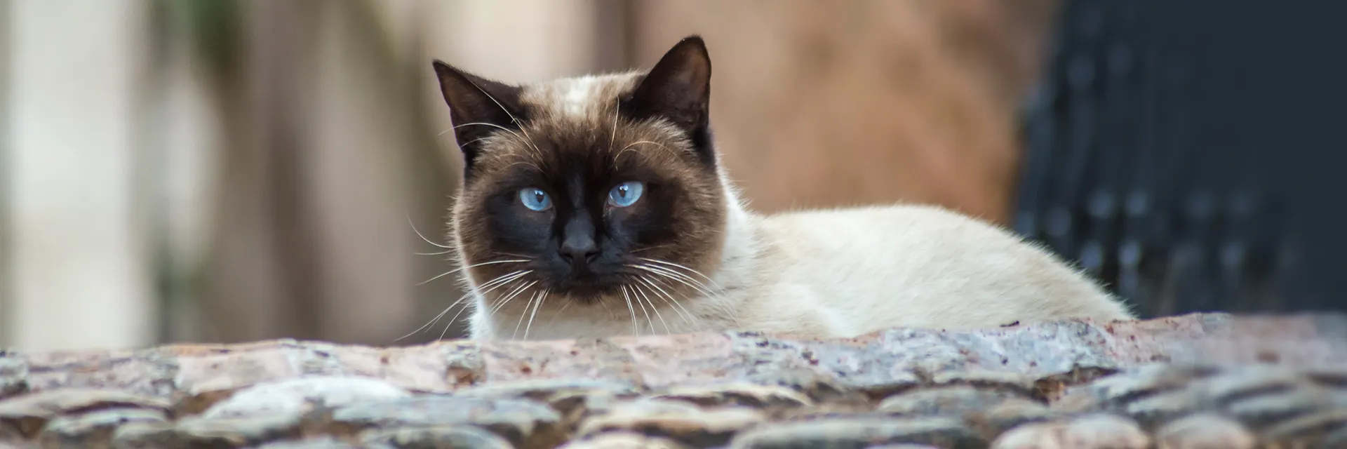 Siamkatze liegt auf einer Mauer