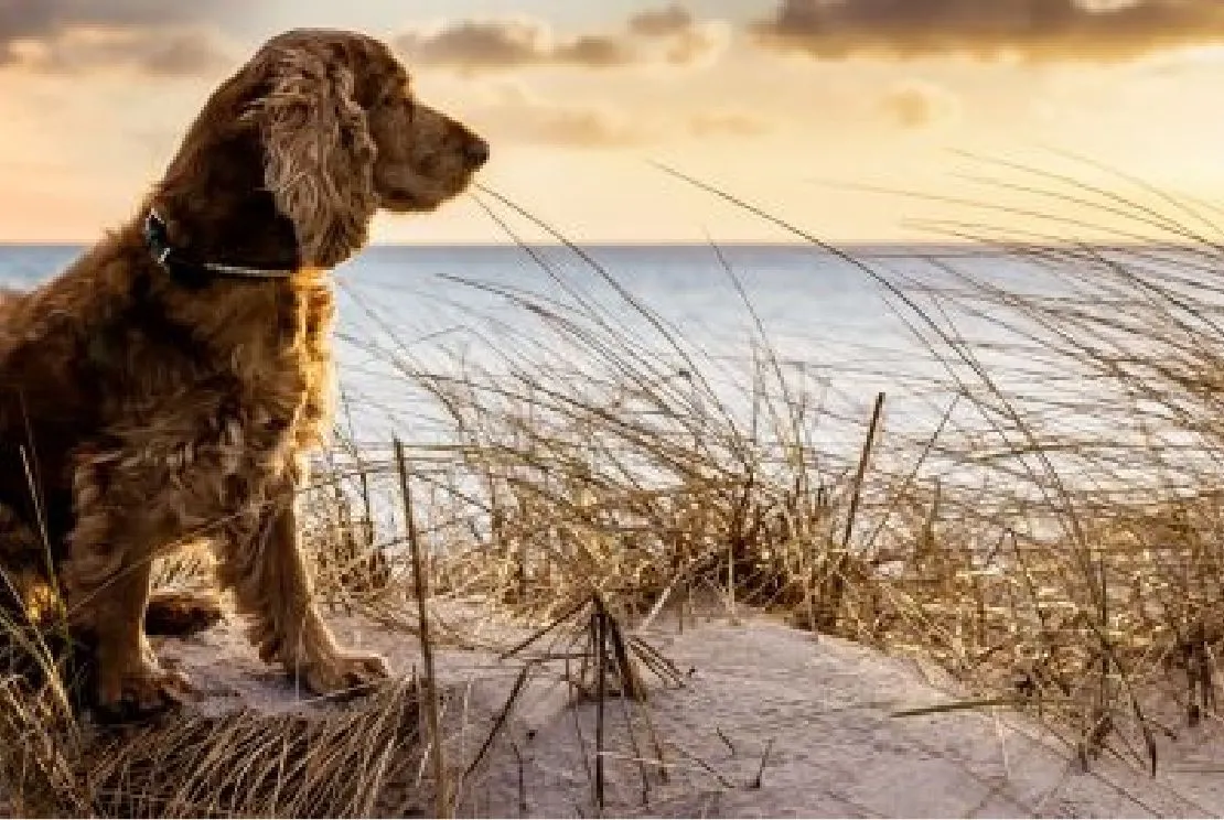 Vollmer's Hundefutter Reiskost – 5 Kg Ergänzungsfutter Für Sensible Hunde, Mit Reis & Gemüse
