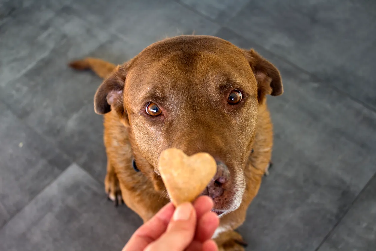 Älterer Hund sitzt und wartet auf einen Snack