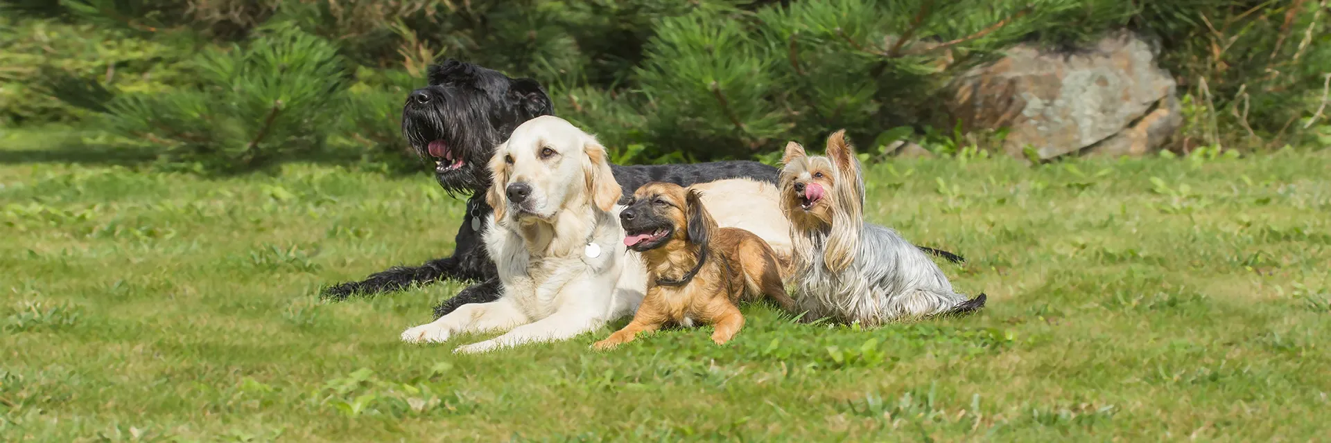 Große und kleine Hunde liegen gemeinsam auf Wiese