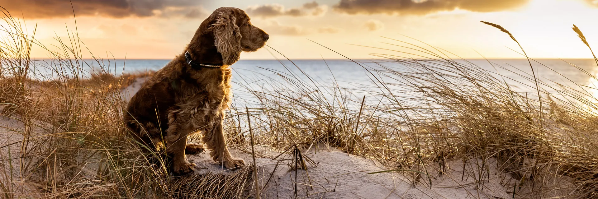 Hund sitzt im Sonnenuntergang am Strand
