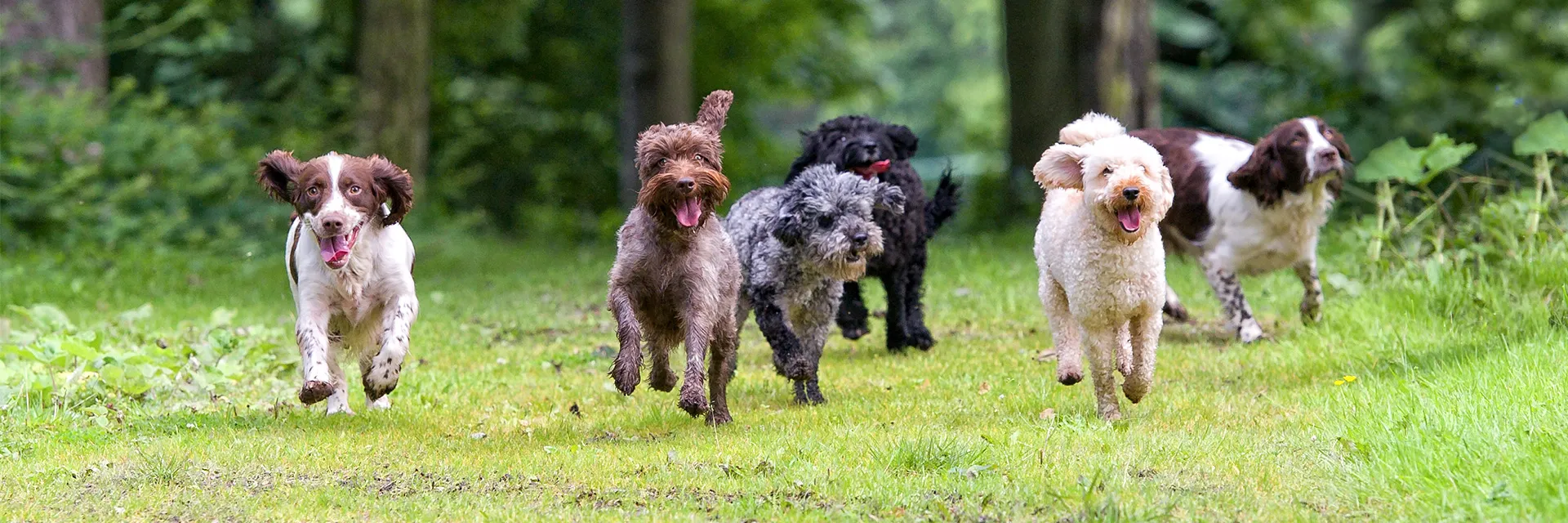 Mehrere Hunden laufen gemeinsam durch den Wald