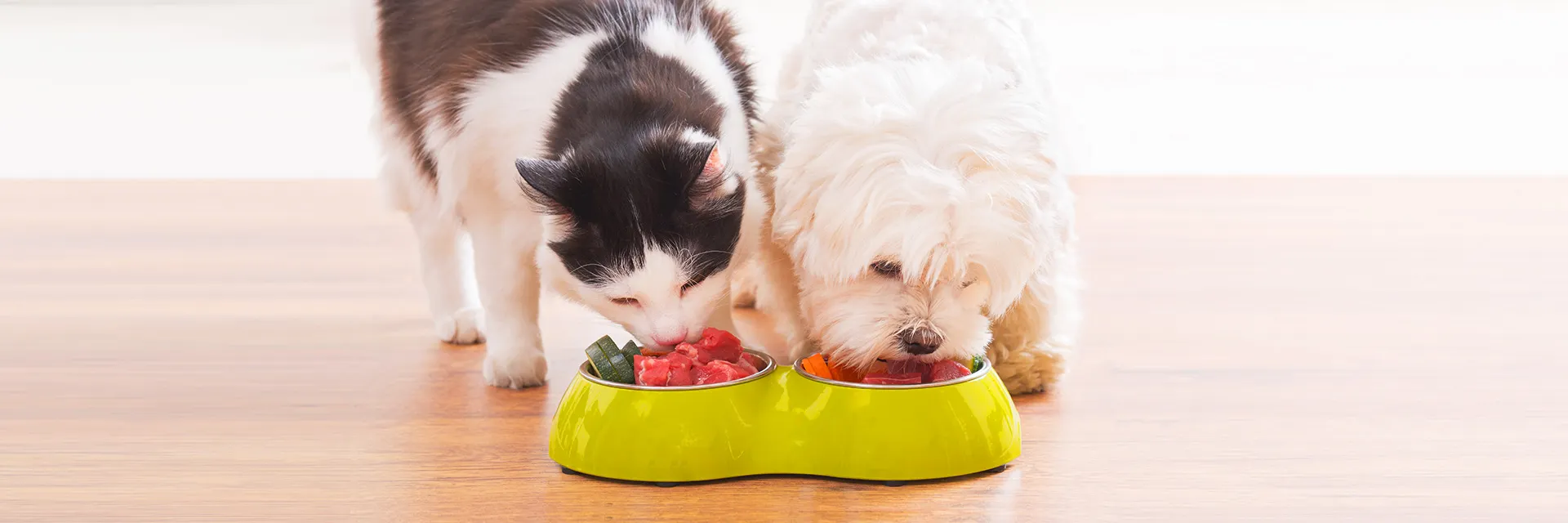 Hund und Katze fressen aus einem Napf