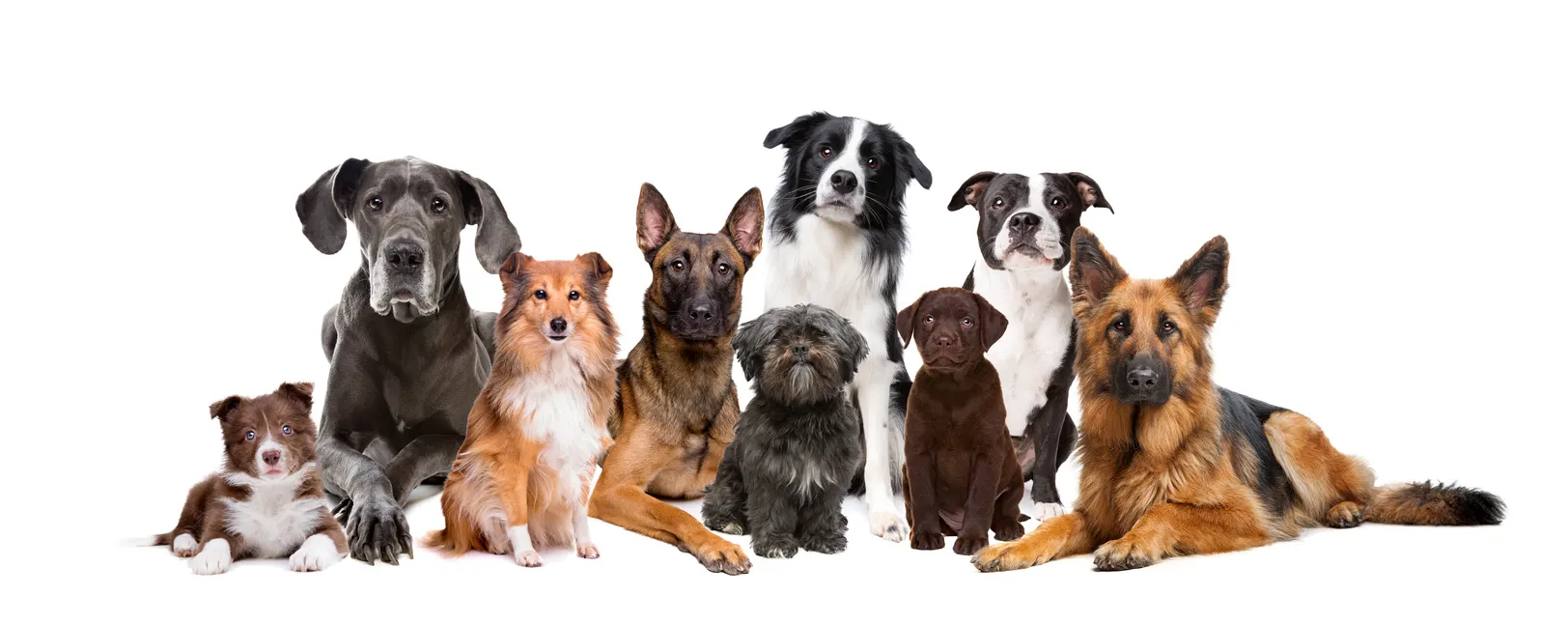 Mehrere Hunde liegen nebeneinander und schauen in die Kamera