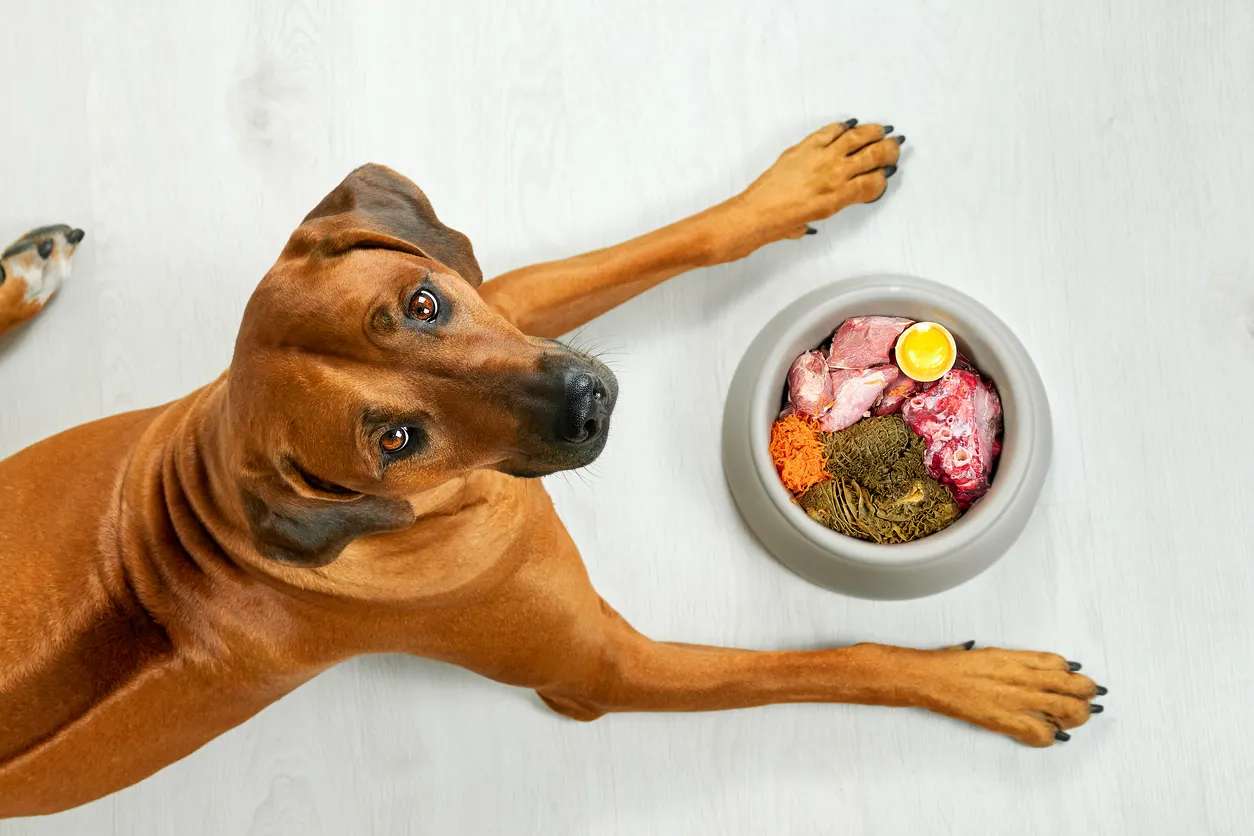 Rhodesian Ridgeback liegt vor seinem Napf mit frischem Feilsch und Gemüse