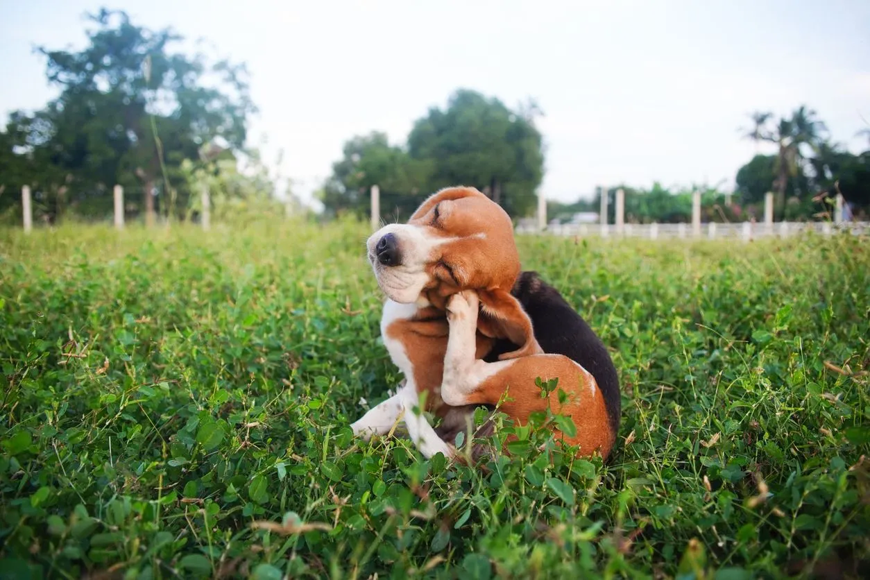 Beagle kratzt sich sein Ohr