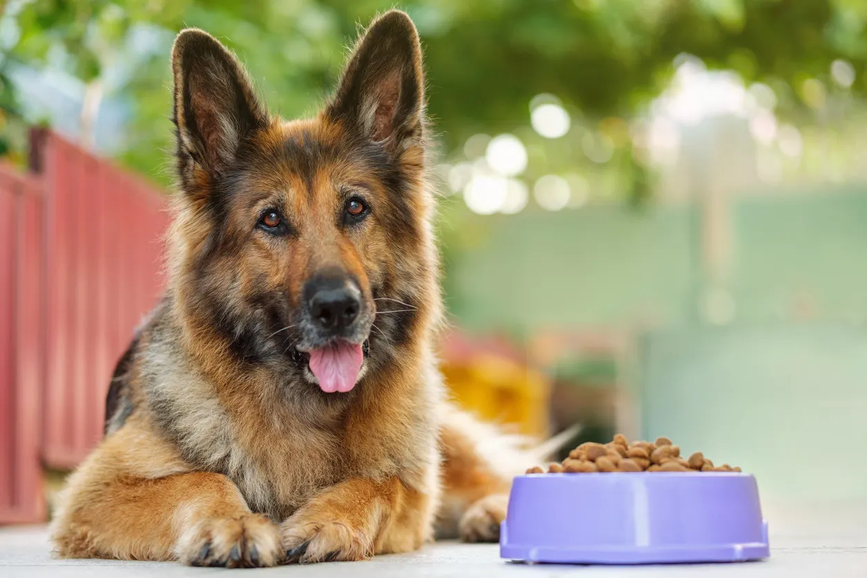 Schäferhund wartet neben seinem gefüllten Napf
