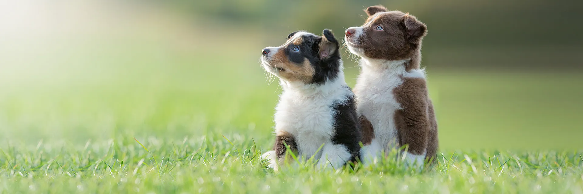 Zwei Boder Collie Welpen sitzen auf einer Wiese