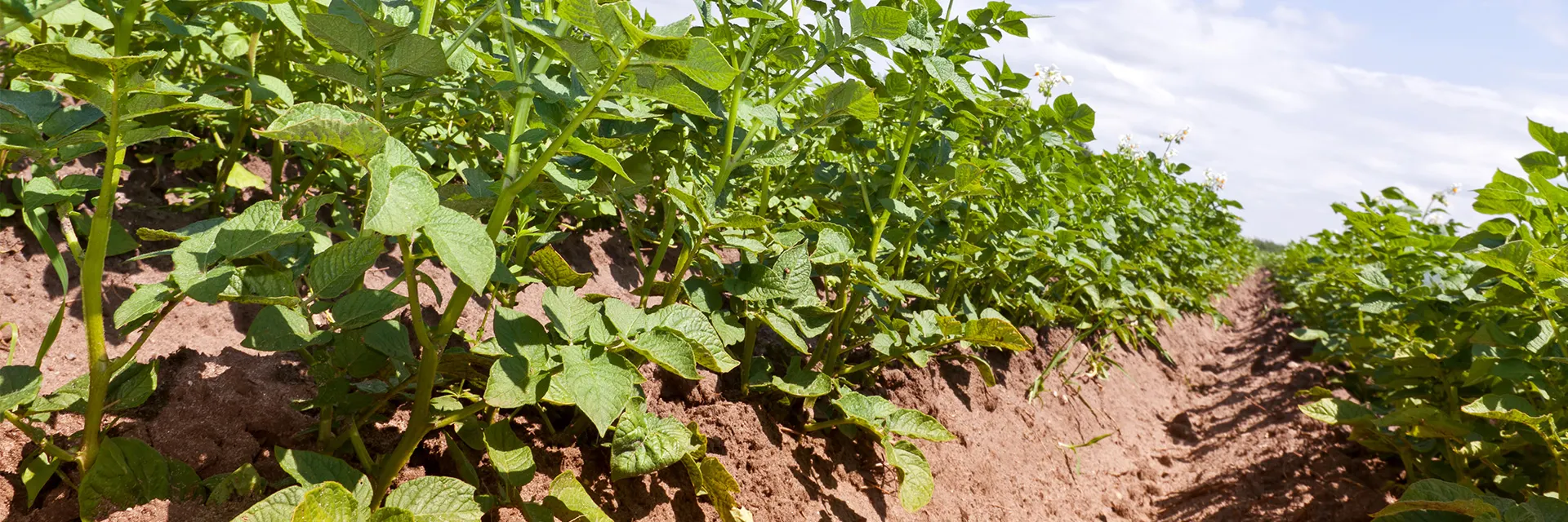 Kartoffelfeld im Sonnenschein