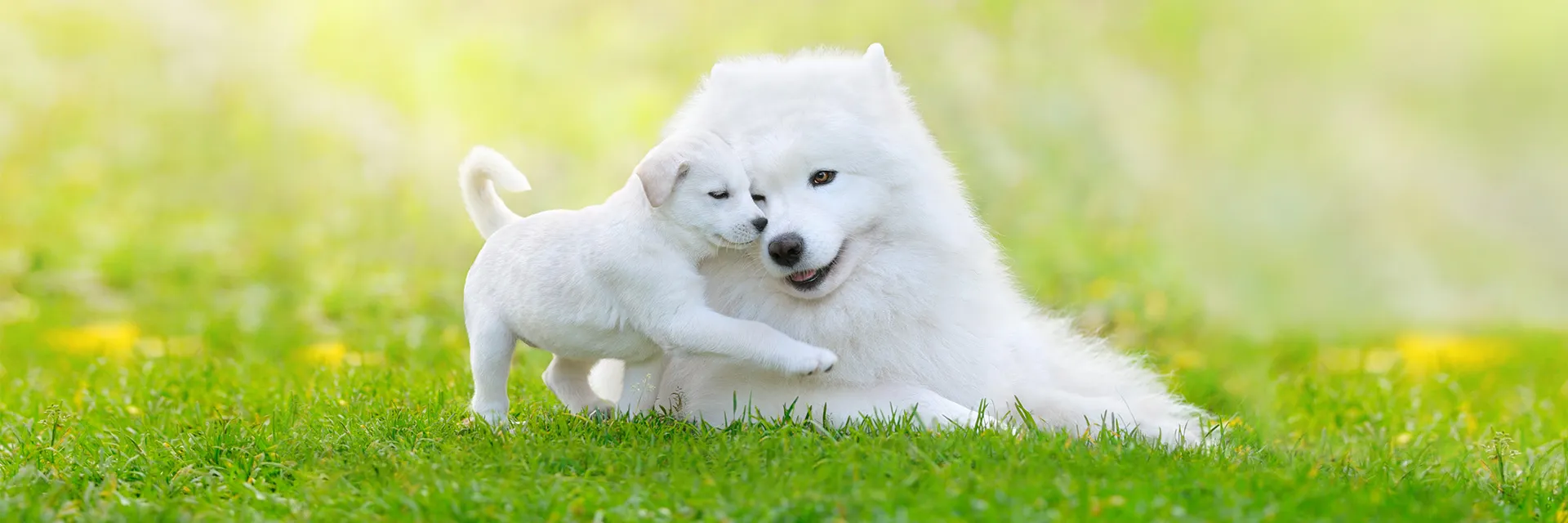 Weißer Hund mit Welpe liegen auf einer Wiese