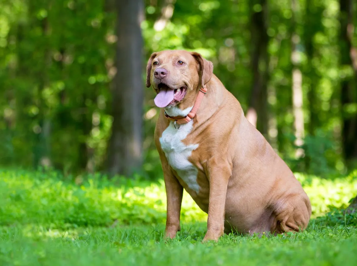 Übergewichtiger Hund sitzt auf Wiese