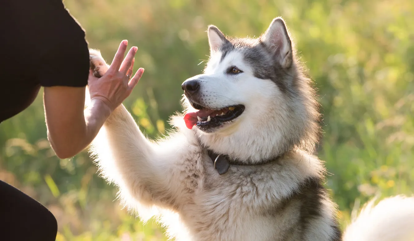 Husky gibt Pfötchen