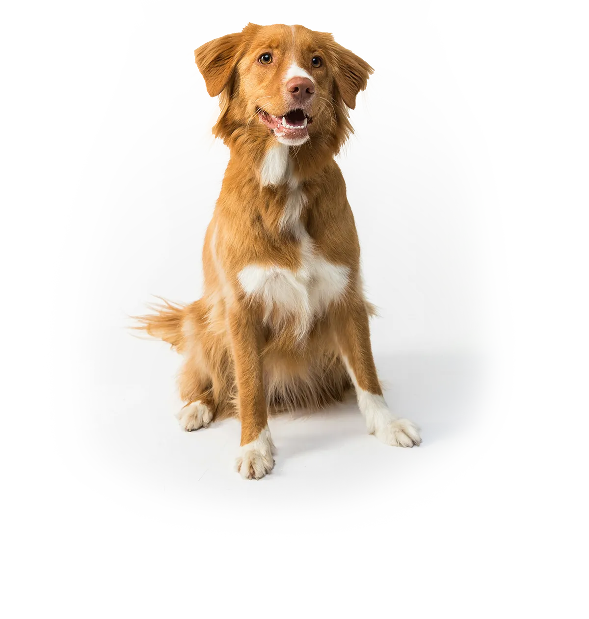 Bild von Hunden